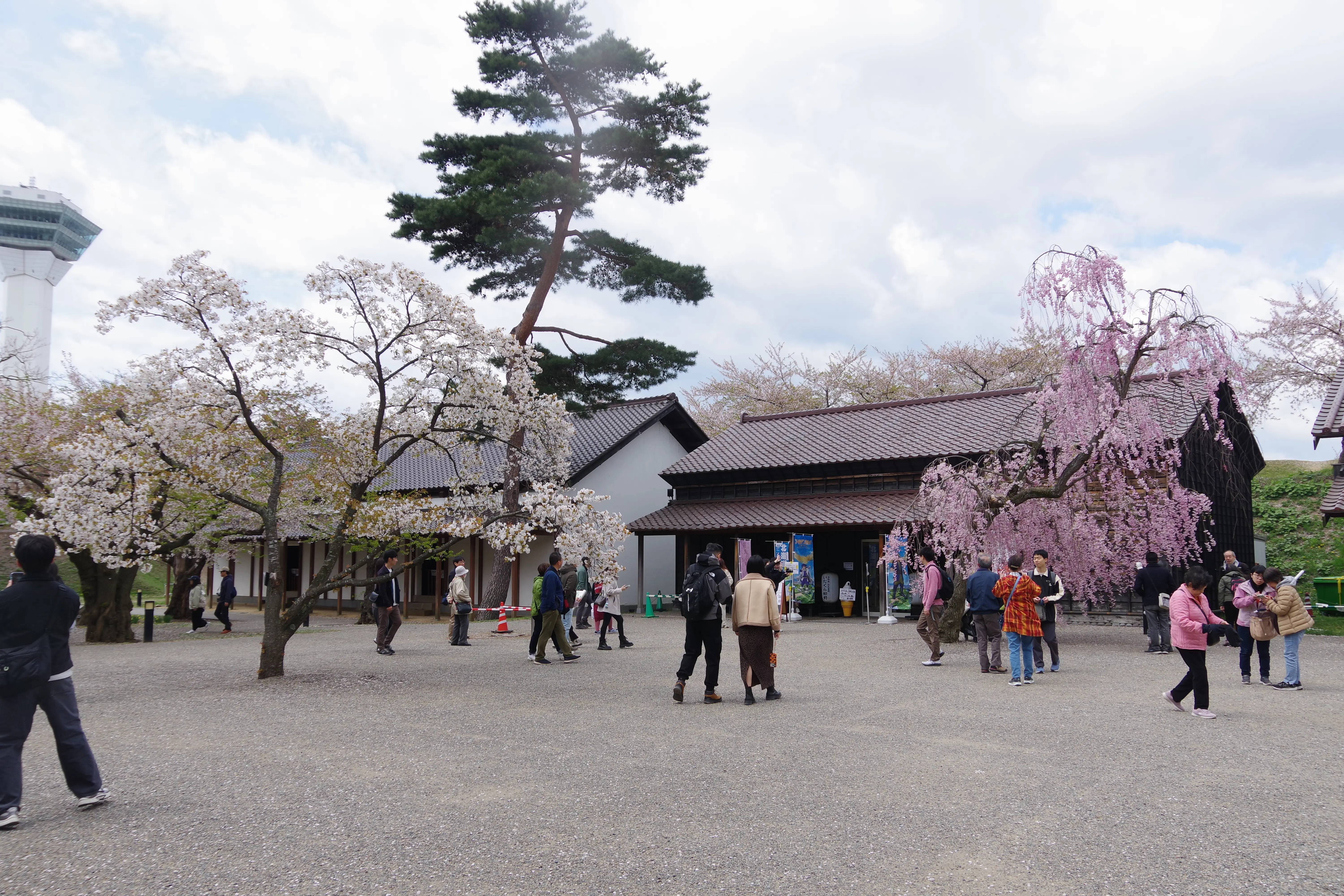 ※函新撮影※260430五稜郭公園 (4).JPG