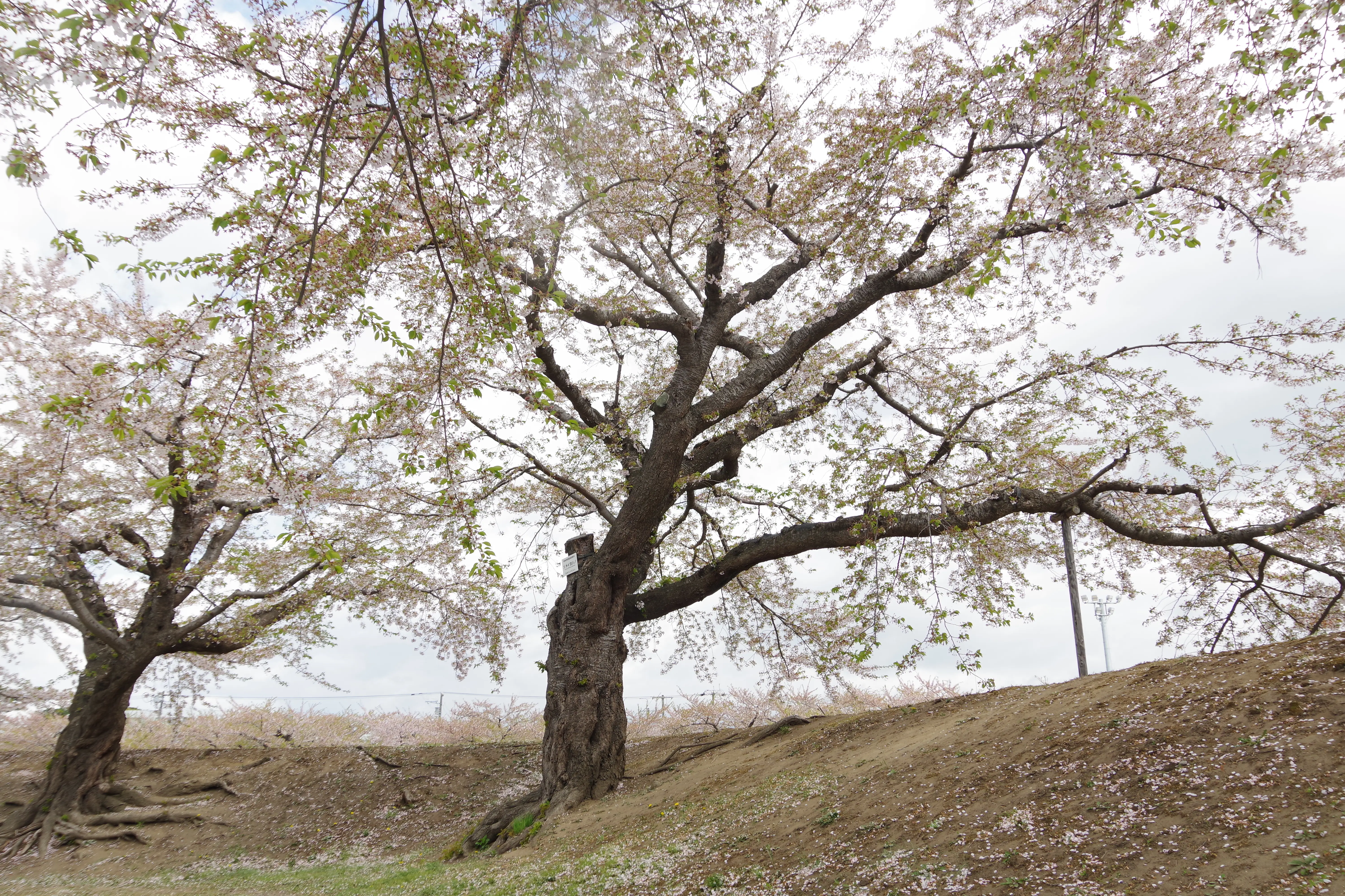 ※函新撮影※260430五稜郭公園 (5).JPG