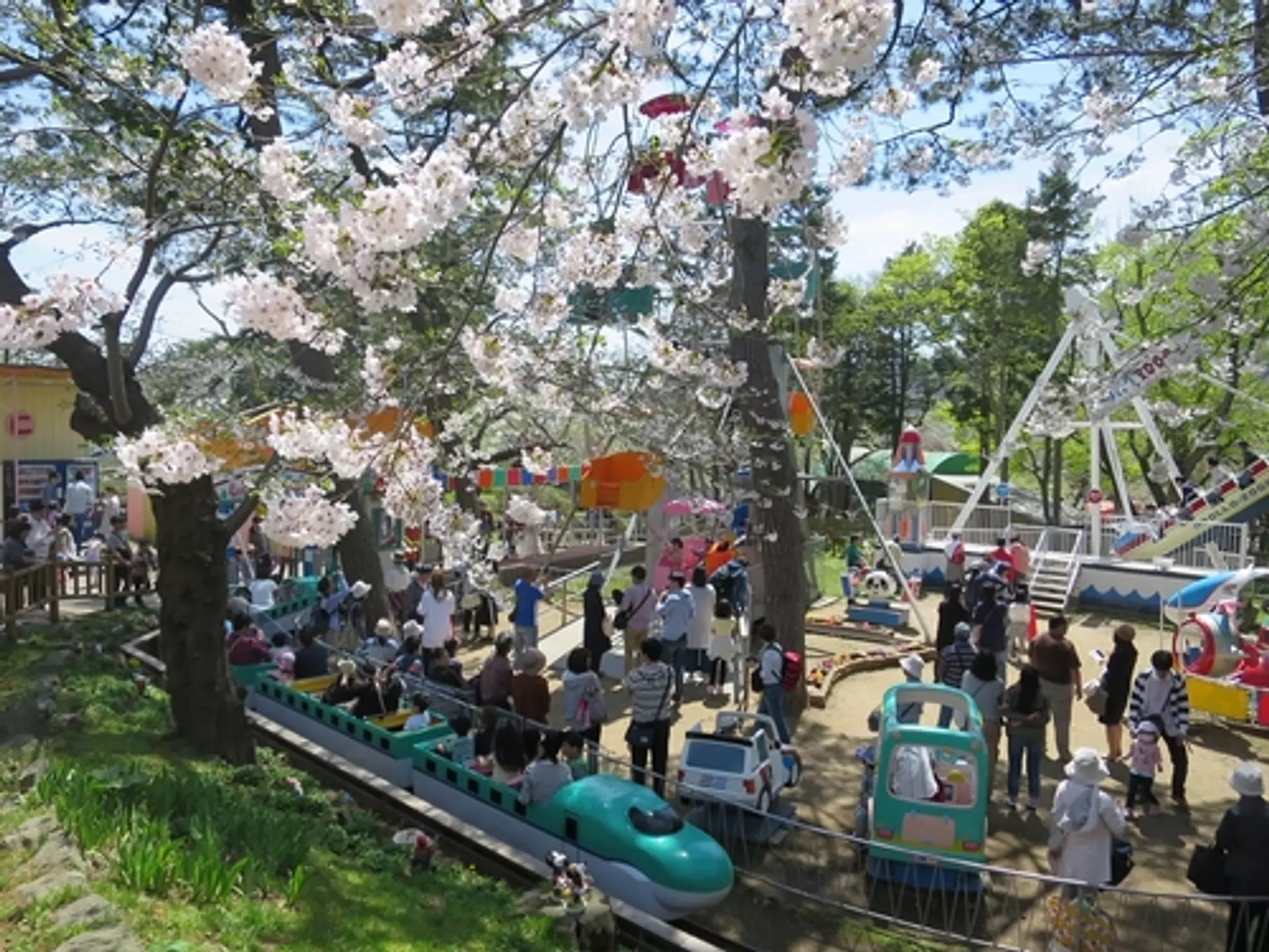 函館の桜レポート2017「今日の函館公園」 | 特集一覧 | はこぶら