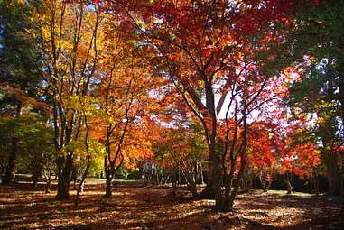 秋深まる香雪園で、紅葉ウォッチング