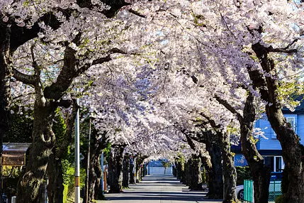Cherry-trees-of-Sakuragaoka-street.jpg