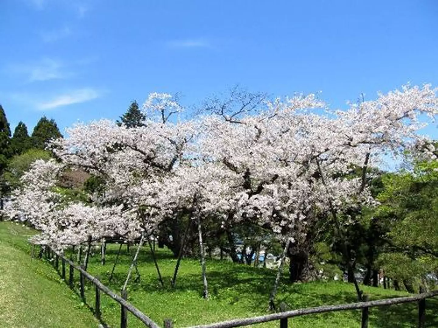 街を見おろす桃源郷、元町配水場の百年桜