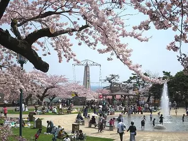 桜レポート2018 満開の桜の下、函館公園でお花見