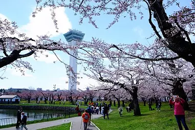 桜レポート2018 開花日直後の五稜郭公園と函館公園