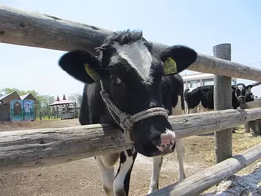 かわいい牛とふれあう、函館牛乳の牧場体験