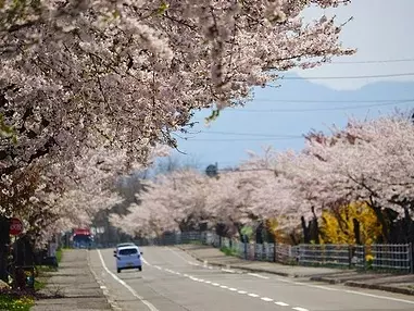 しだれ桜に桜並木、「北斗桜回廊」ドライブ