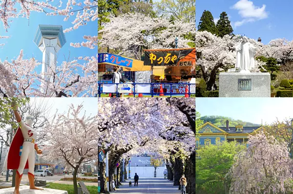 函館の桜メモリー2021～市内の公園から近郊まで