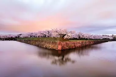 函館桜だより2019～五稜郭公園、函館公園、桜が丘通など