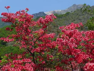 桜の次は恵山のつつじ、爽快！初夏の山歩き