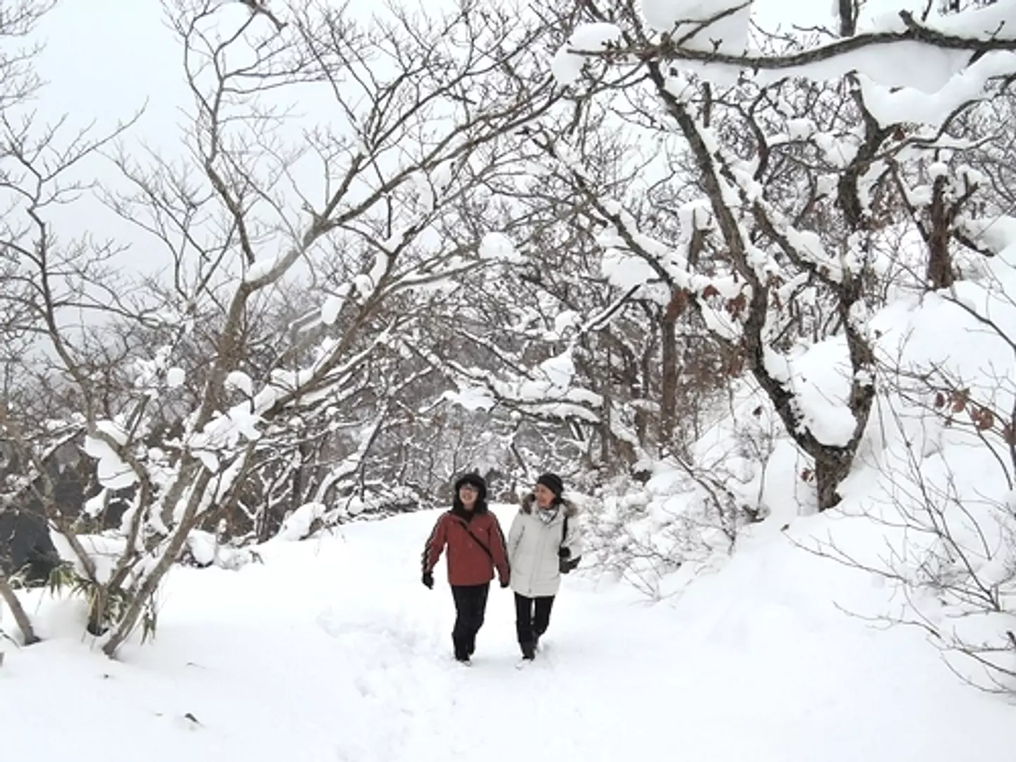 雪、野鳥、冬芽を楽しむ、冬の函館山歩き